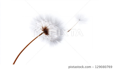 A dandelion seed blowing in the wind, a symbol of hope, freedom, and a new beginning 129080769