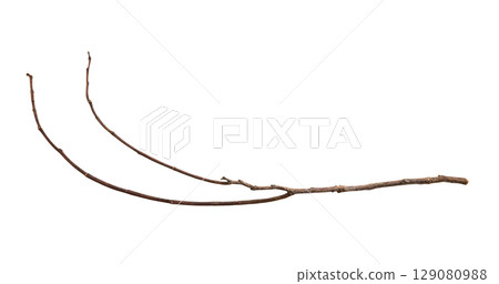 Dry tree branches isolated on white background 129080988