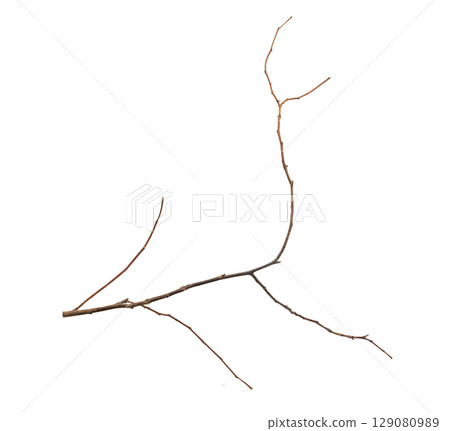 Dry tree branches isolated on white background 129080989