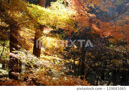 混合林中的楓葉泛黃 [相模原市津久井，12月] 129081065