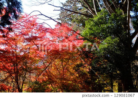 Autumn leaves of maple in a wooded area [Tsukui, Sagamihara City, December] 129081067