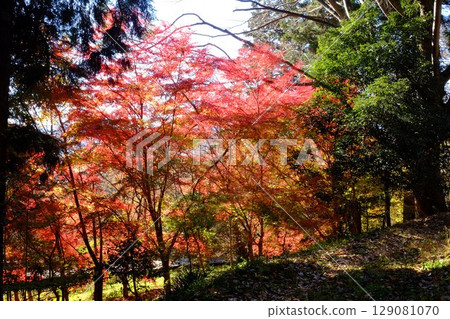 Autumn maple leaves overlooking the walking path [Tsukui, Sagamihara City, December] 129081070