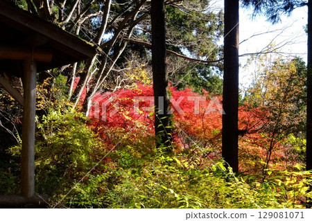 A gazebo and autumn maple leaves [Tsukui, Sagamihara City, December] 129081071