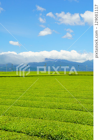 鹿兒島縣溝邊町,俯瞰霧島山脈的茶園風光 鹿兒島縣溝邊町,俯瞰霧島山脈的茶園風光 129081117