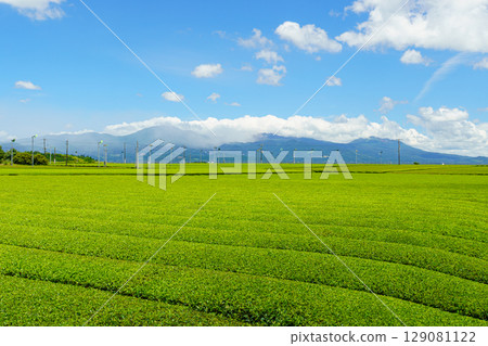 Tea plantation scenery overlooking the Kirishima Mountains, Mizobe Town, Kagoshima Prefecture 129081122