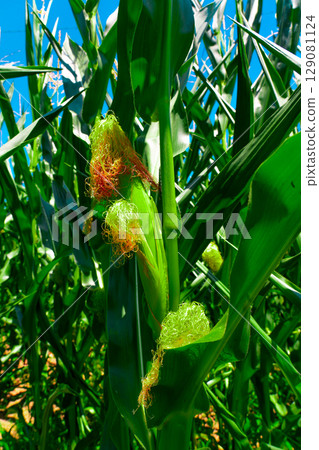 Golden hour sunset over lush green corn field in the tranquil rural countryside Golden hour sunset over lush green corn field in the tranquil rural countryside 129081124