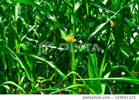 Golden hour sunset over lush green corn field in the tranquil rural countryside 129081125
