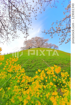 Marugameyama古墳（Sakitama Mound Tomb Park）的櫻花 129081340