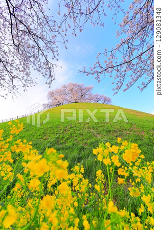 Marugameyama古墳(Sakitama Mound Tomb Park)的櫻花 Marugameyama古墳(Sakitama Mound Tomb Park)的櫻花 129081348