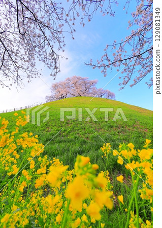 Marugameyama古墳(Sakitama Mound Tomb Park)的櫻花 Marugameyama古墳(Sakitama Mound Tomb Park)的櫻花 129081349