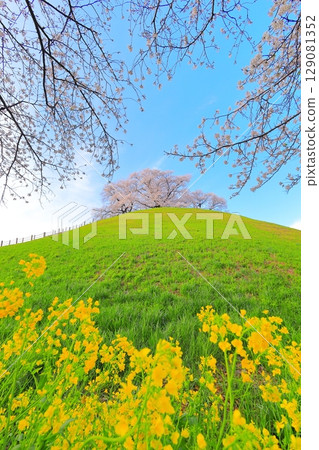 Marugameyama古墳(Sakitama Mound Tomb Park)的櫻花 Marugameyama古墳(Sakitama Mound Tomb Park)的櫻花 129081352