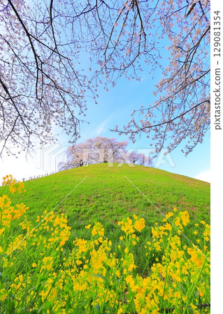 Marugameyama古墳（Sakitama Mound Tomb Park）的櫻花 129081354