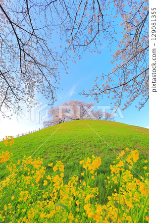 Marugameyama古墳（Sakitama Mound Tomb Park）的櫻花 129081355