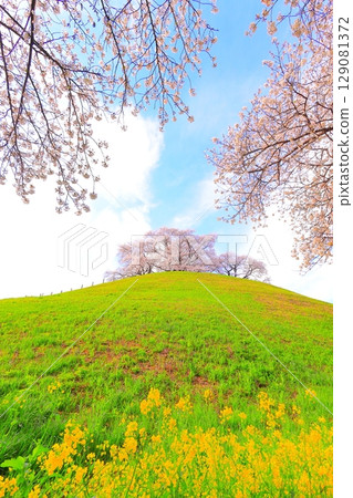 Cherry blossoms of the Marugameyama ancient burial mound (Sakitama Mound Tomb Park) 129081372