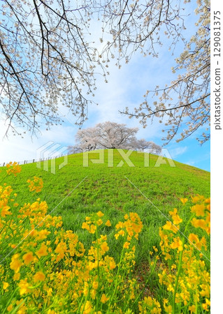 Marugameyama古墳(Sakitama Mound Tomb Park)的櫻花 Marugameyama古墳(Sakitama Mound Tomb Park)的櫻花 129081375