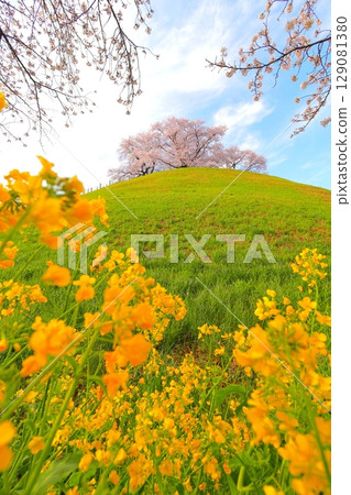 Marugameyama古墳(Sakitama Mound Tomb Park)的櫻花 Marugameyama古墳(Sakitama Mound Tomb Park)的櫻花 129081380