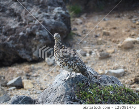 Ptarmigan Summer-009 Ptarmigan Summer-009 129081476