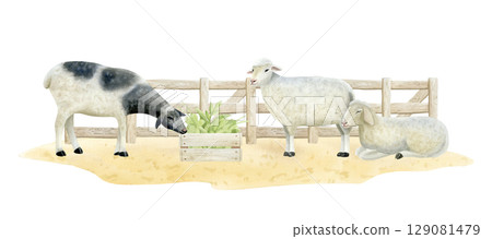 Sheep in wooden pen watercolor isolated illustration. Farm domestic animals eating green leaves near fence on sandy ground. Peaceful village scene in pastel colors. Pastoral clip art in simple style Sheep in wooden pen watercolor isolated illustration. Farm domestic animals eating green leaves near fence on sandy ground. Peaceful village scene in pastel colors. Pastoral clip art in simple style 129081479