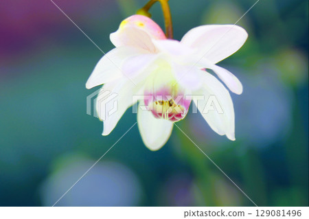 Pretty Renge Shoma 129081496