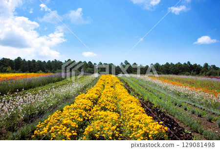 八岳的廣闊花田 八岳的廣闊花田 129081498