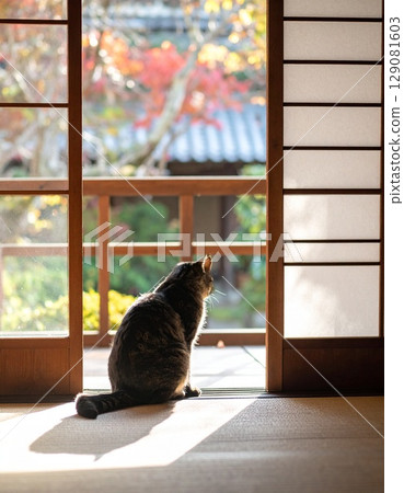 Cat sitting on the veranda 129081603