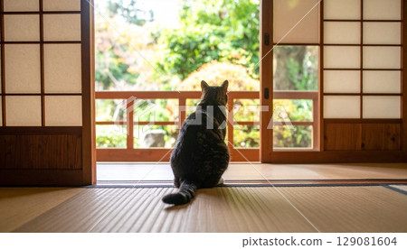 cat in Japanese room cat in Japanese room 129081604