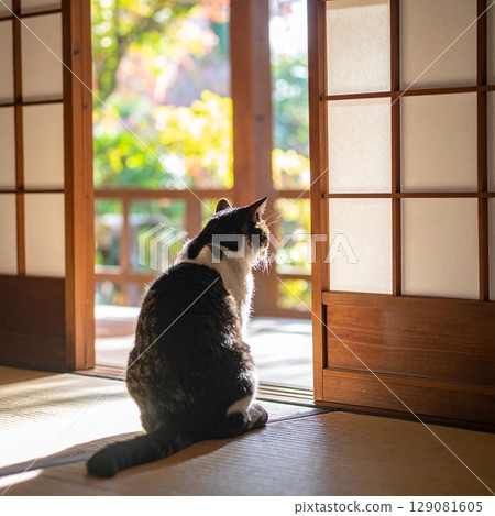 日本房間裡的貓 日本房間裡的貓 129081605