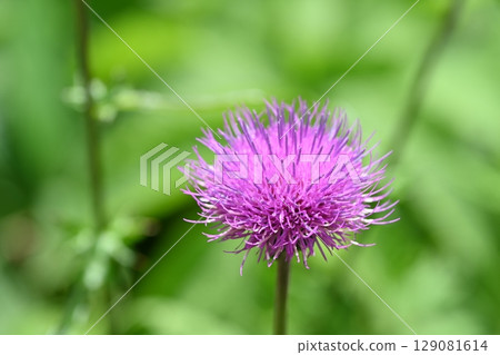 Summer thistles at Yashima Marsh, Nagano Prefecture 129081614
