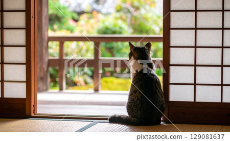 A cat looking outside from the veranda of a Japanese-style room 129081637