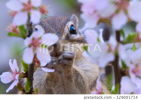 Chipmunk eating plum blossoms Chipmunk eating plum blossoms 129081714