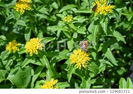 Summer at Yashima Marsh: Goldenrod and Oriental Fritillary / Nagano Prefecture Summer at Yashima Marsh: Goldenrod and Oriental Fritillary / Nagano Prefecture 129081721