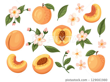 A Collection Featuring Peach Fruit and Blossom Represented in Vibrant Illustrations A Collection Featuring Peach Fruit and Blossom Represented in Vibrant Illustrations 129081980