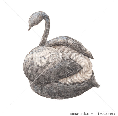 Monochrome Sweets (Black Swan Shoe) Watercolor and colored pencil illustration 129082465