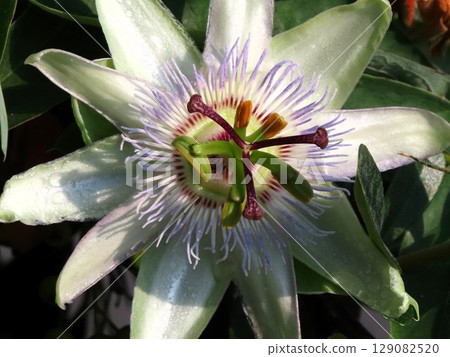 Flowers in flower beds: climbing flowers, clock vine flowers: flowers that bloom from the rainy season to summer. 129082520