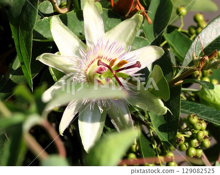 Flowers in flower beds: climbing flowers, clock vine flowers: flowers that bloom from the rainy season to summer. 129082525