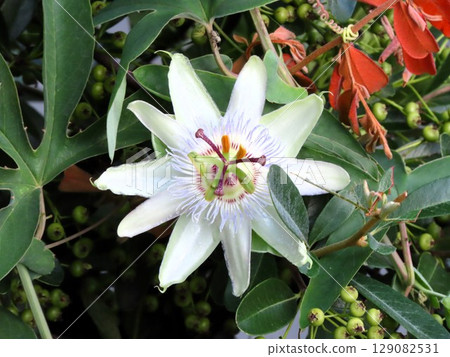 Flowers in flower beds: climbing flowers, clock vine flowers: flowers that bloom from the rainy season to summer. Flowers in flower beds: climbing flowers, clock vine flowers: flowers that bloom from the rainy season to summer. 129082531