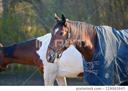 A beautiful horse is grazing on a green meadow on a sunny day. Concept for animals and nature. 129082645