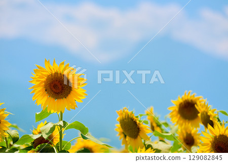 向日葵 明野向日葵田 向日葵 明野向日葵田 129082845