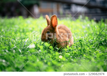 Cute brown rabbit sitting on green grass and eating fresh grass in summer garden 129082974