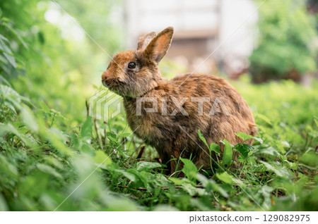 Cute brown rabbit sitting on green grass and eating fresh grass in summer garden 129082975