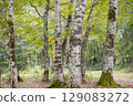 A quiet scene of beech forest in early autumn 129083272