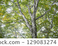 A quiet scene of beech forest in early autumn 129083274
