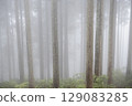 A grove of cedar trees floating fantastically in the mist 129083285