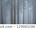 A grove of cedar trees floating fantastically in the mist 129083286