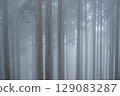 A grove of cedar trees floating fantastically in the mist 129083287