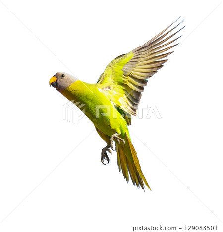 Female Blossom-headed Parakeet in flight with wings up and claws visible, isolated on white background. 129083501