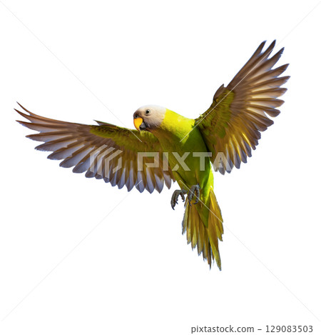 Female Blossom-headed Parakeet in flight with wings fully spread, showing off its green body and pale grey head on a white background. 129083503