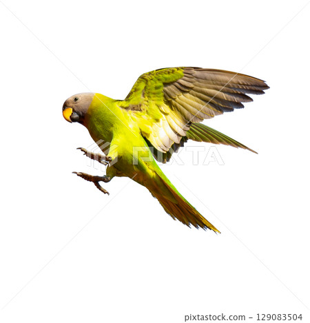 Flying female Blossom-headed Parakeet with open wings and yellow-green plumage, isolated on white background in mid-air action. Flying female Blossom-headed Parakeet with open wings and yellow-green plumage, isolated on white background in mid-air action. 129083504