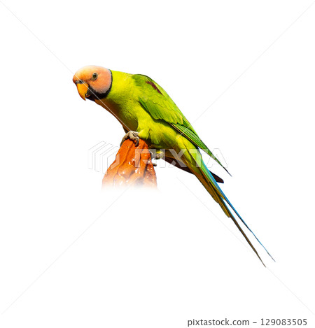 Male Blossom-headed Parakeet with bright green body and pinkish head perched on a rock against a white background. 129083505