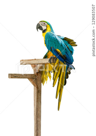 Blue-and-yellow Macaw perched on wooden stand, showing off vibrant feathers and curved beak. Blue-and-yellow Macaw perched on wooden stand, showing off vibrant feathers and curved beak. 129083507